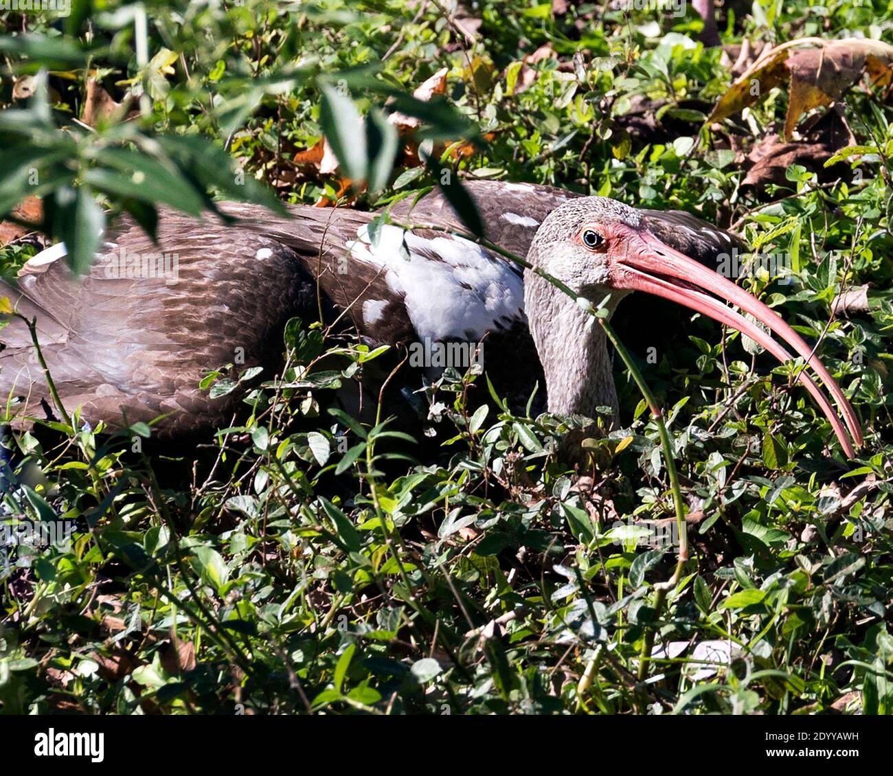 Weiße Ibis Jungvogel Nahaufnahme Profil auf Laub im Vordergrund und Hintergrund, mit ausgebreiteten Flügeln, braunen Federn. Ibis-Bild. Stockfoto Weiße Ibis Jungvogel Nahaufnahme Profil auf Laub im Vordergrund und Hintergrund, mit ausgebreiteten Flügeln, braunen Federn. Ibis-Bild. Stockfoto