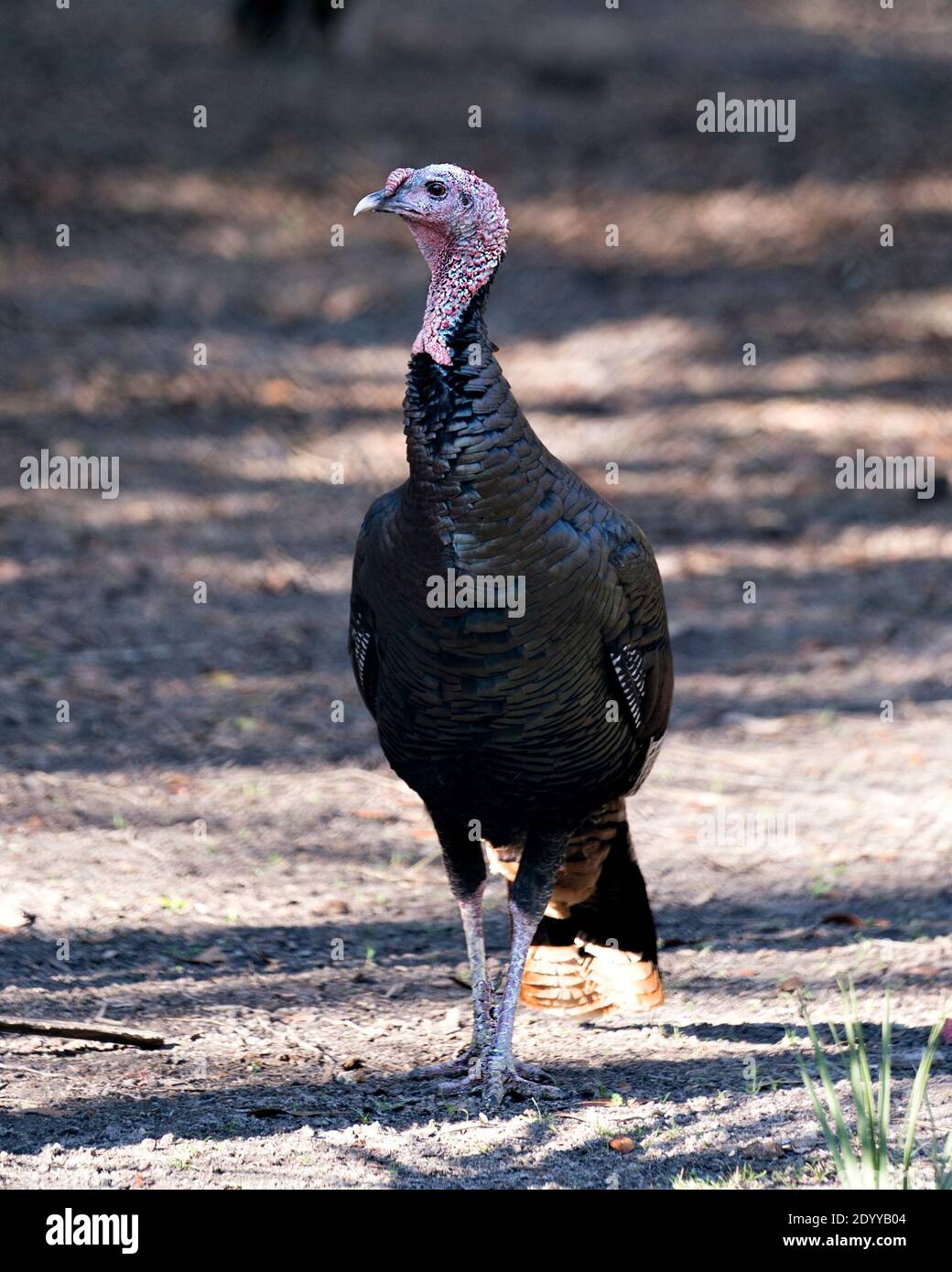 Wild turkey close-up-Profil-Ansicht mit verwackelten Hintergrund zeigt seine schöne Gefieder, rot, grün, Kupfer, in seiner Umgebung und Lebensraum. Wild Turkey S Stockfoto
