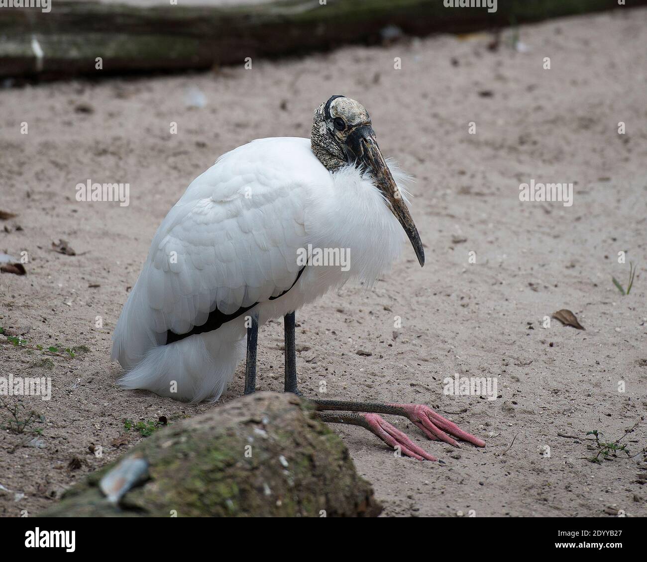 Auf dem Boden ruhende Nahaufnahme eines Storchenholzes mit weißen und schwarzen flauschigen Federn, Gefieder, Kopf, Auge, langem Schnabel, langem Hals in seiner Umgebung Stockfoto