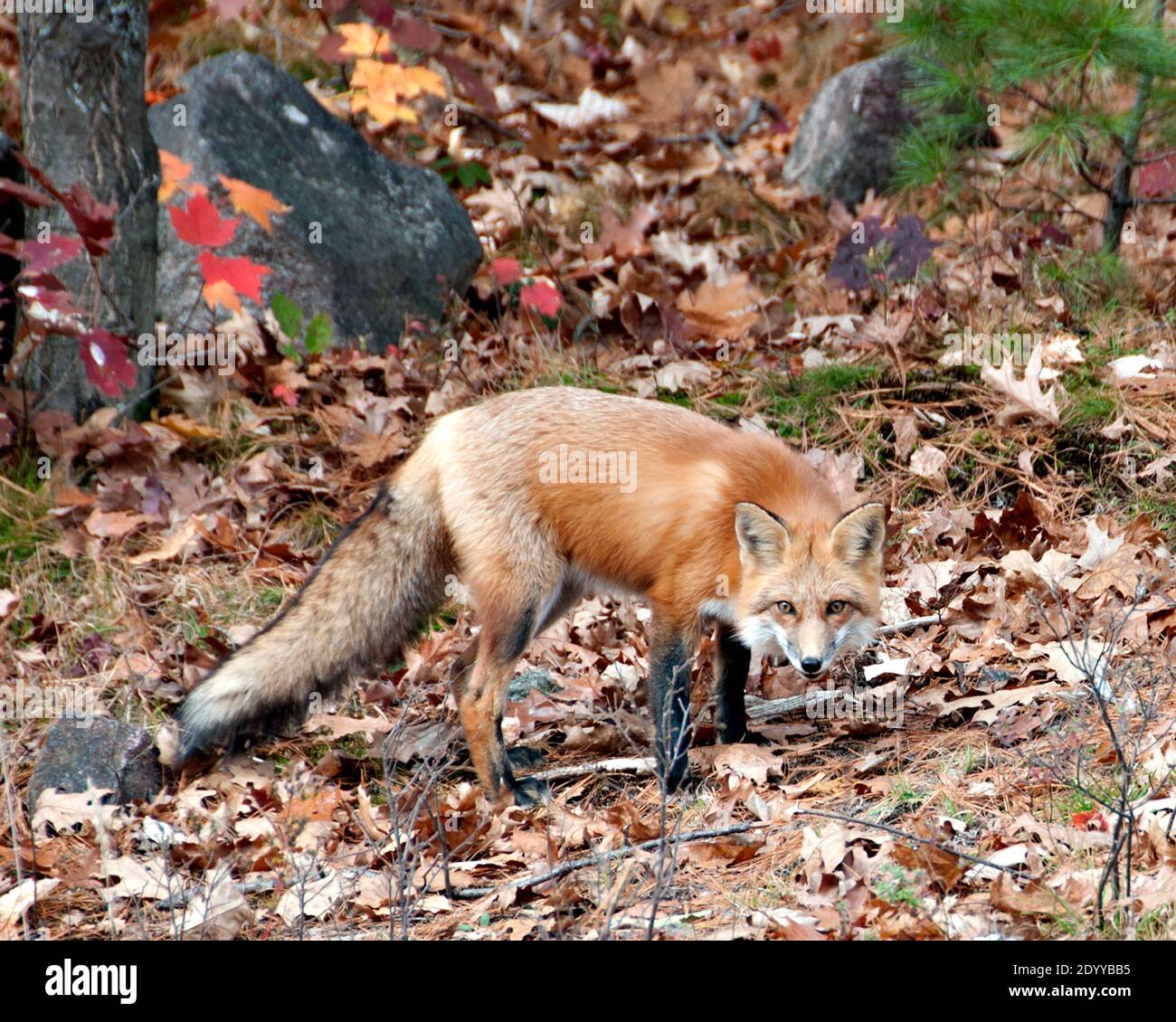 Rotfuchs Nahaufnahme Profil Seitenansicht im Wald während Die Herbstsaison zeigt vollen Körper und buschigen Schwanz und Genießen Sie seine Umwelt und Lebensraum Stockfoto