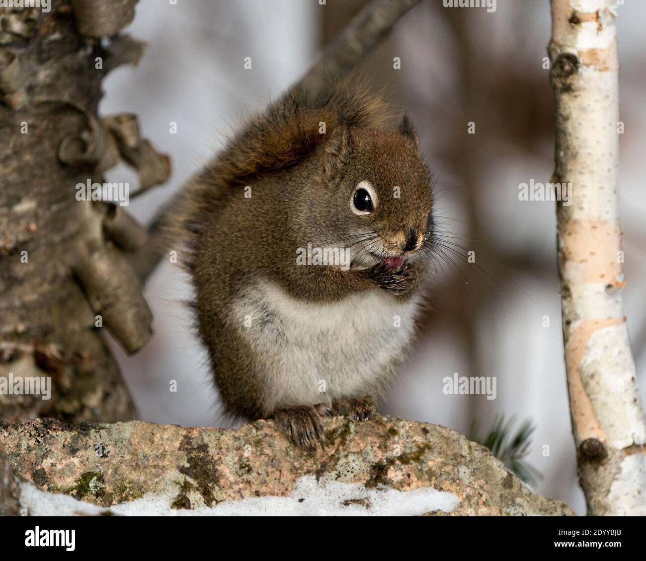 Eichhörnchen sitzt auf einem Felsen und leckt seine Pfoten, zeigt Zunge, braunes Fell, buschigen Schwanz in der Wintersaison in seiner Umgebung und Lebensraum. Bild. Stockfoto