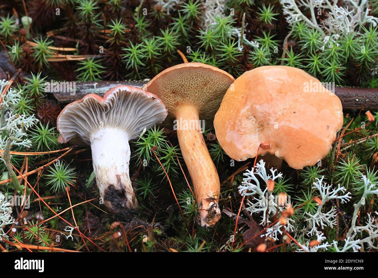 Gomphidius roseus, der rosige Dorn und Suillus bovinus, der Rindenbolet, wilde Pilze aus Finnland Stockfoto