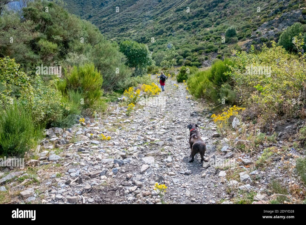 Hund läuft mit seinem Besitzer auf einem Steinweg hinein Die Berge Stockfoto