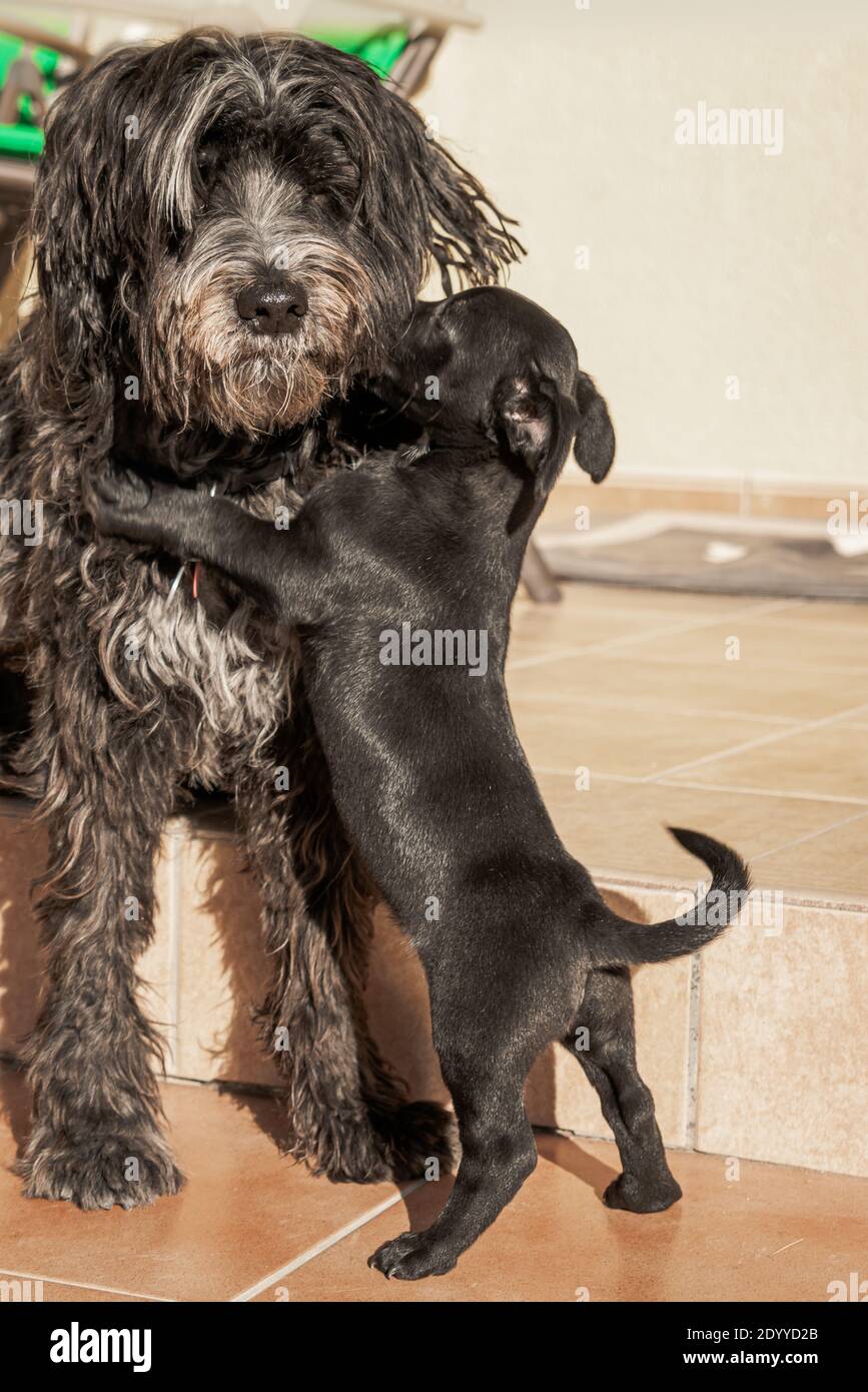 Ein großer Hund und ein anderer Welpe umarmen sich während Wiedergabe Stockfoto