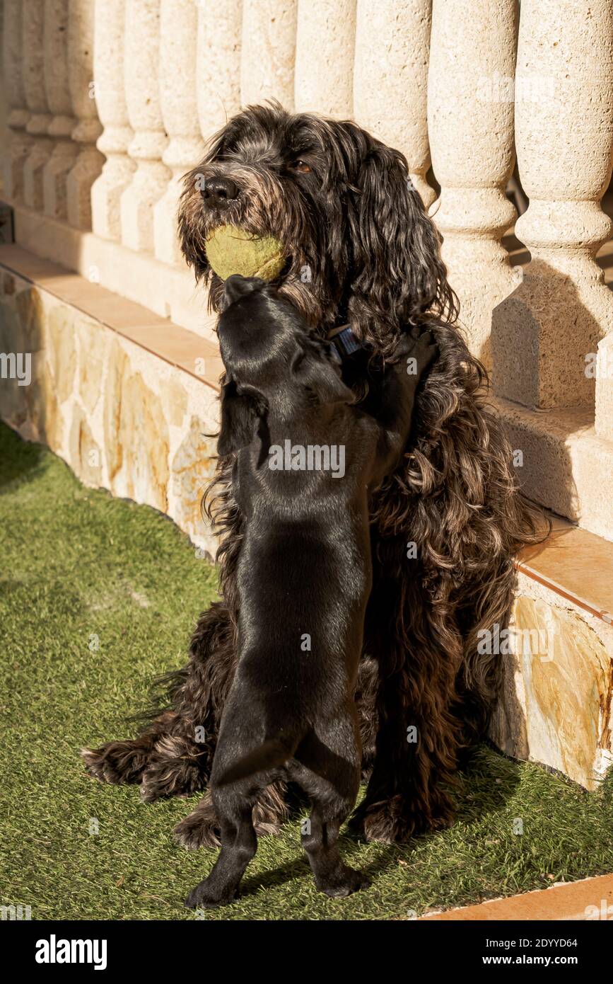 Ein großer Hund mit einem Ball im Mund und ein weiterer Welpe spielen zusammen. Stockfoto