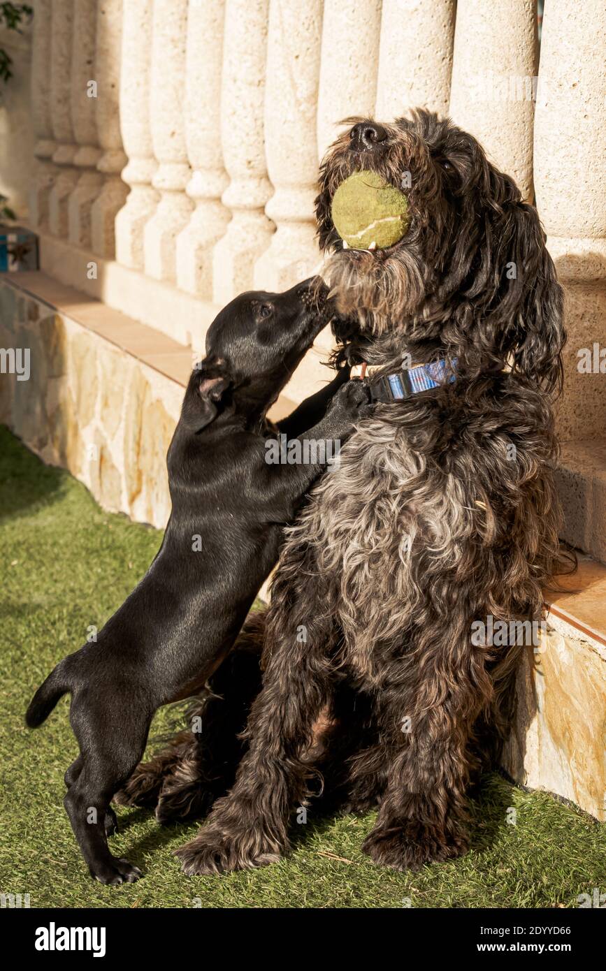 Ein großer Hund mit einem Ball im Mund und ein weiterer Welpe spielen zusammen. Stockfoto