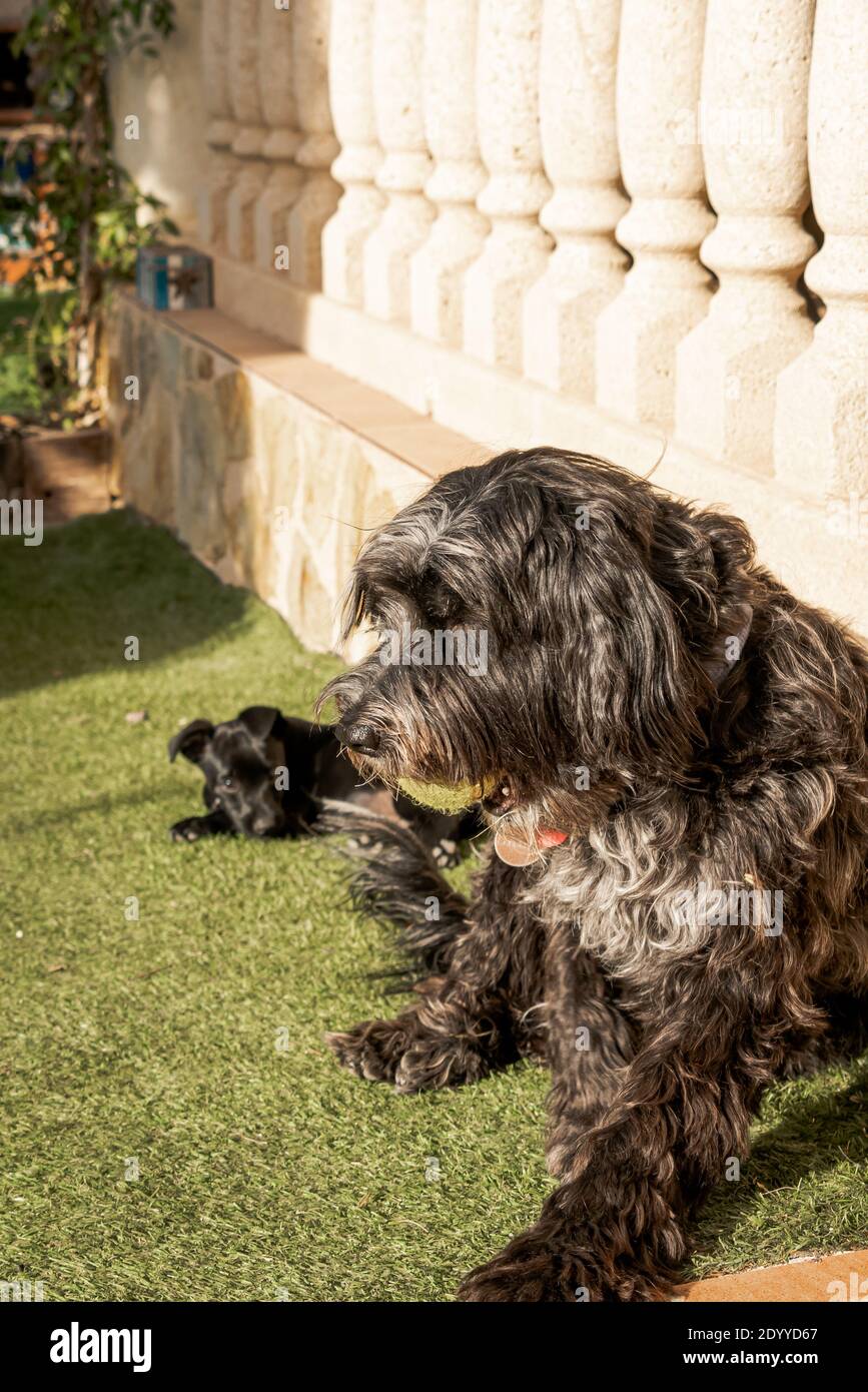 Zwei Hunde, schwarzer Hund und schwarzer Welpe gezahnt im Gras Stockfoto