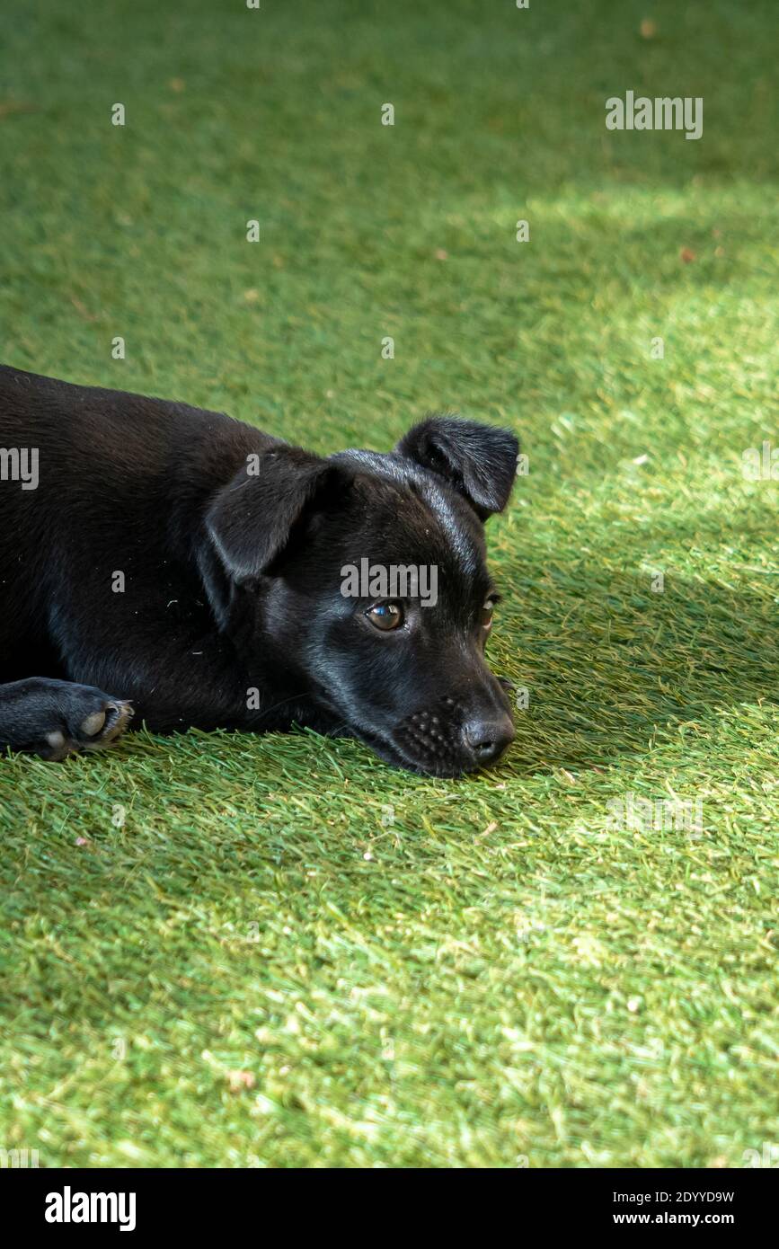 Zwei Monate alter Welpe mit schwarzen Haaren in der Ruhe Sonne auf dem Gras Stockfoto