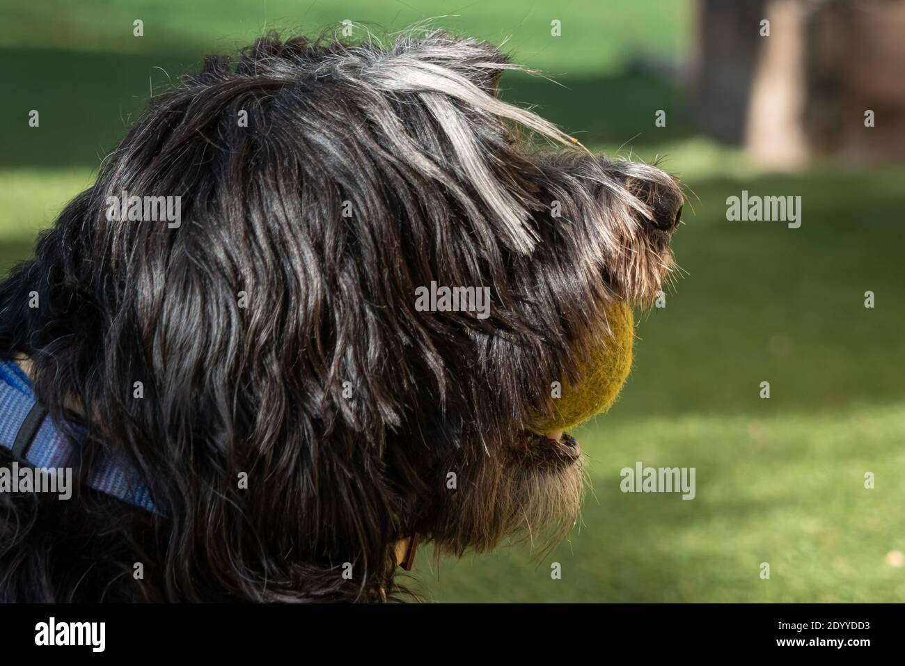 Profil eines schwarzen Hundes mit einem Tennisball in Sein Mund Stockfoto