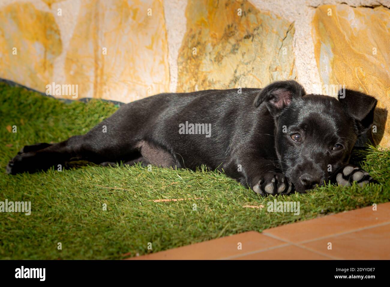 Zwei Monate alter Welpe mit schwarzen Haaren in der Ruhe Sonne auf dem Gras Stockfoto