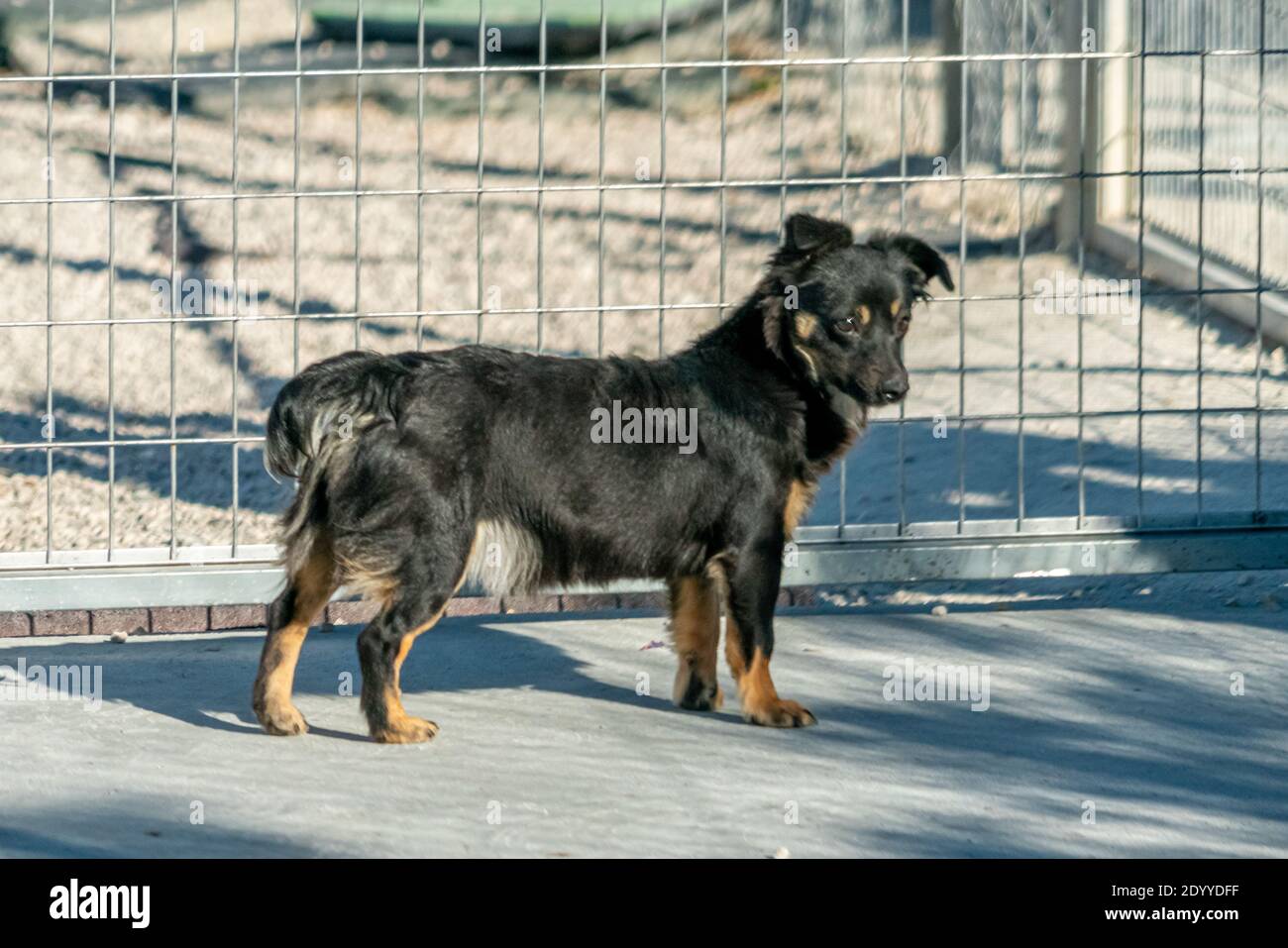 Erwachsener schwarzer Hund auf dem Gelände eines Tierheims Stockfoto