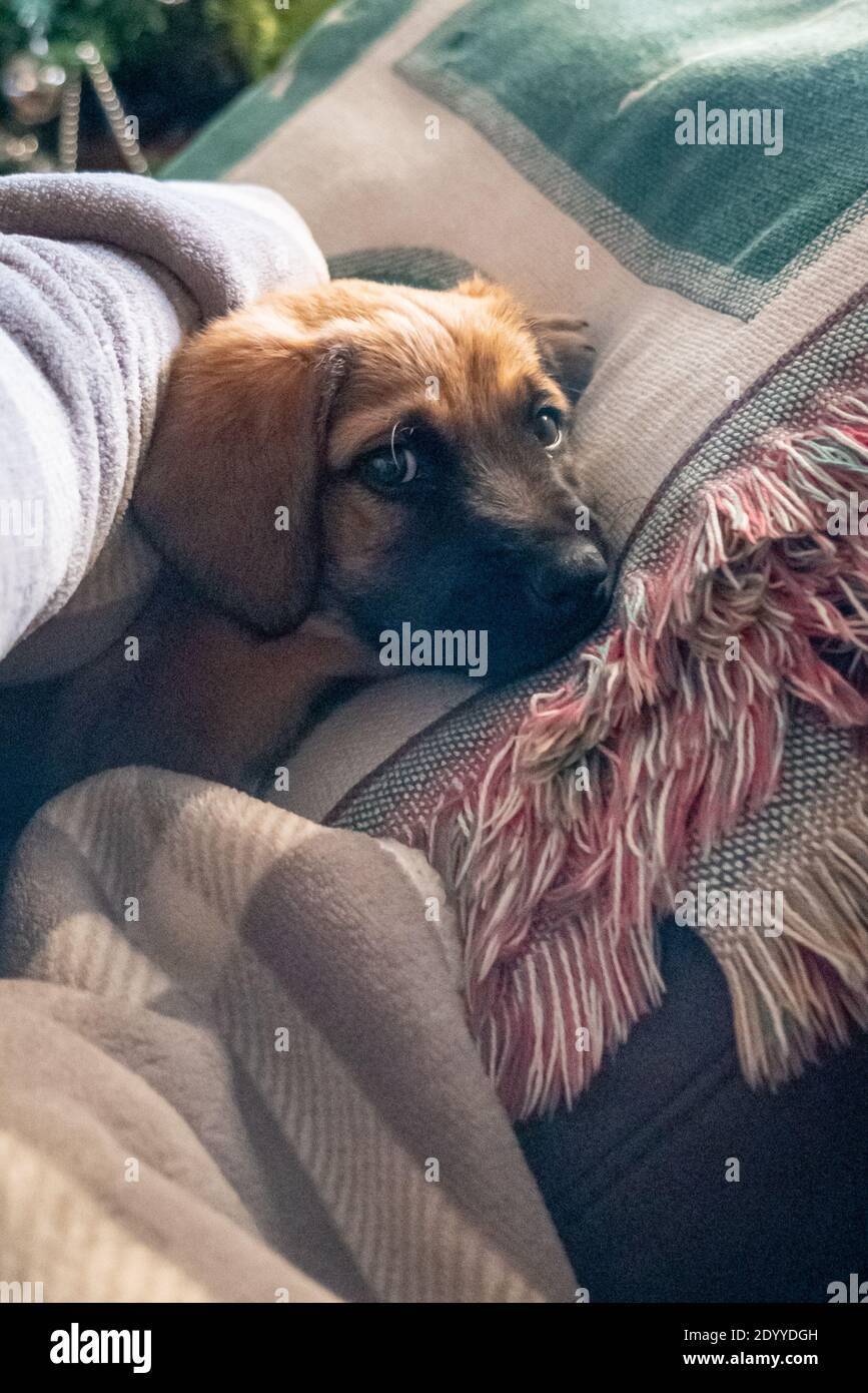 Zwei Monate alter Welpe sitzt auf dem Sofa auf einem Decke Stockfoto