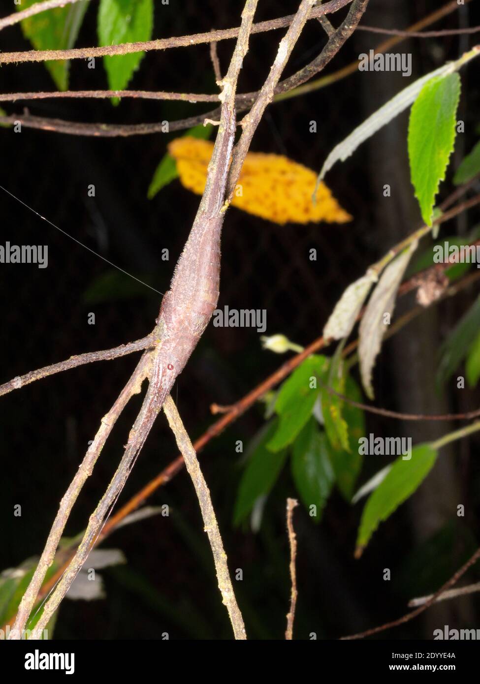 Kryptische Buschkricket versteckt auf einem Zweig im ecuadorianischen Amazonas. Stockfoto