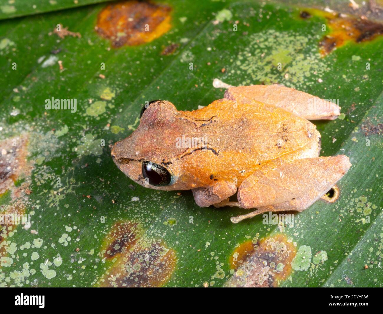 Kichwa Regenfrosch (Pristimantis kichwarum) auf einem Blatt bei Nacht im Regenwald, Ecuador bei Nacht im Regenwald, Ecuador Stockfoto
