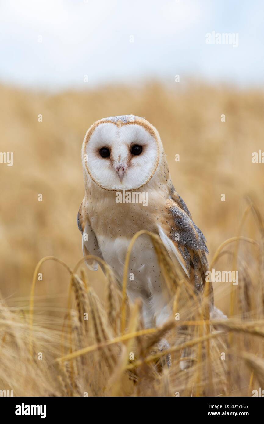 Stalleule (Tyto alba), kontrolliert, Cumbria, Großbritannien Stockfoto