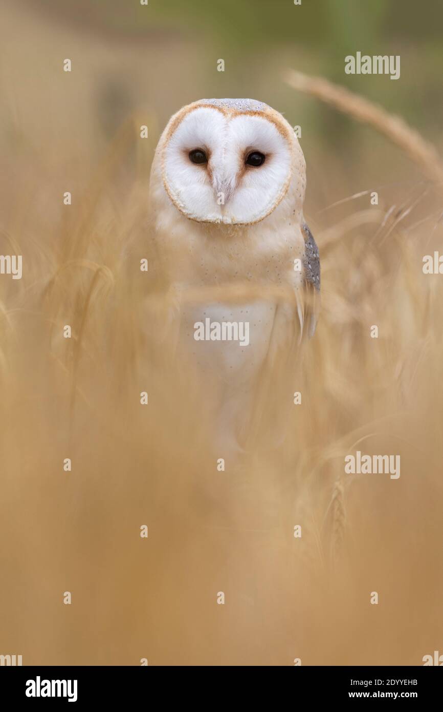 Stalleule (Tyto alba), kontrolliert, Cumbria, Großbritannien Stockfoto