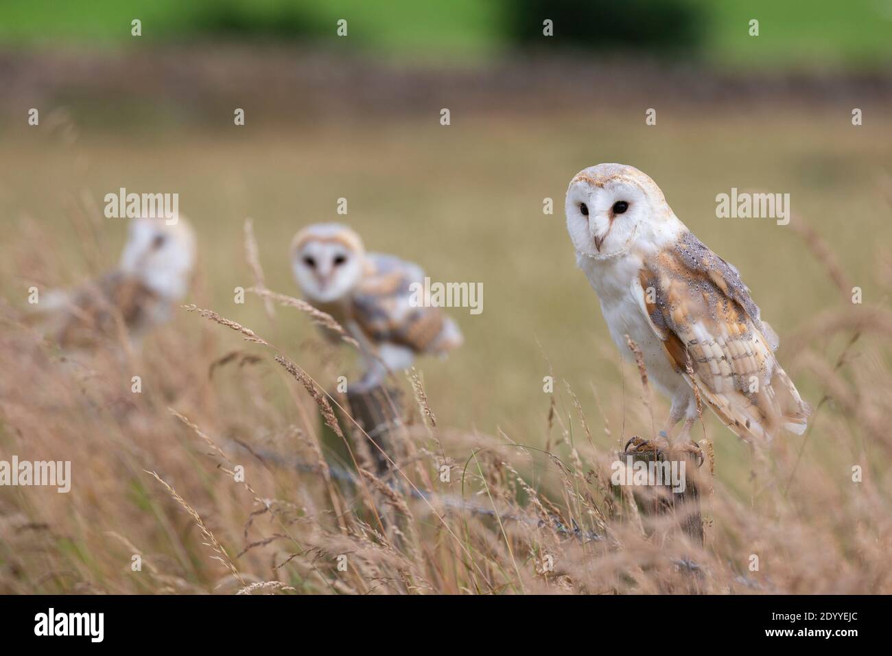 Scheune Eulen (Tyto alba), kontrolliert, Cumbria, Großbritannien Stockfoto
