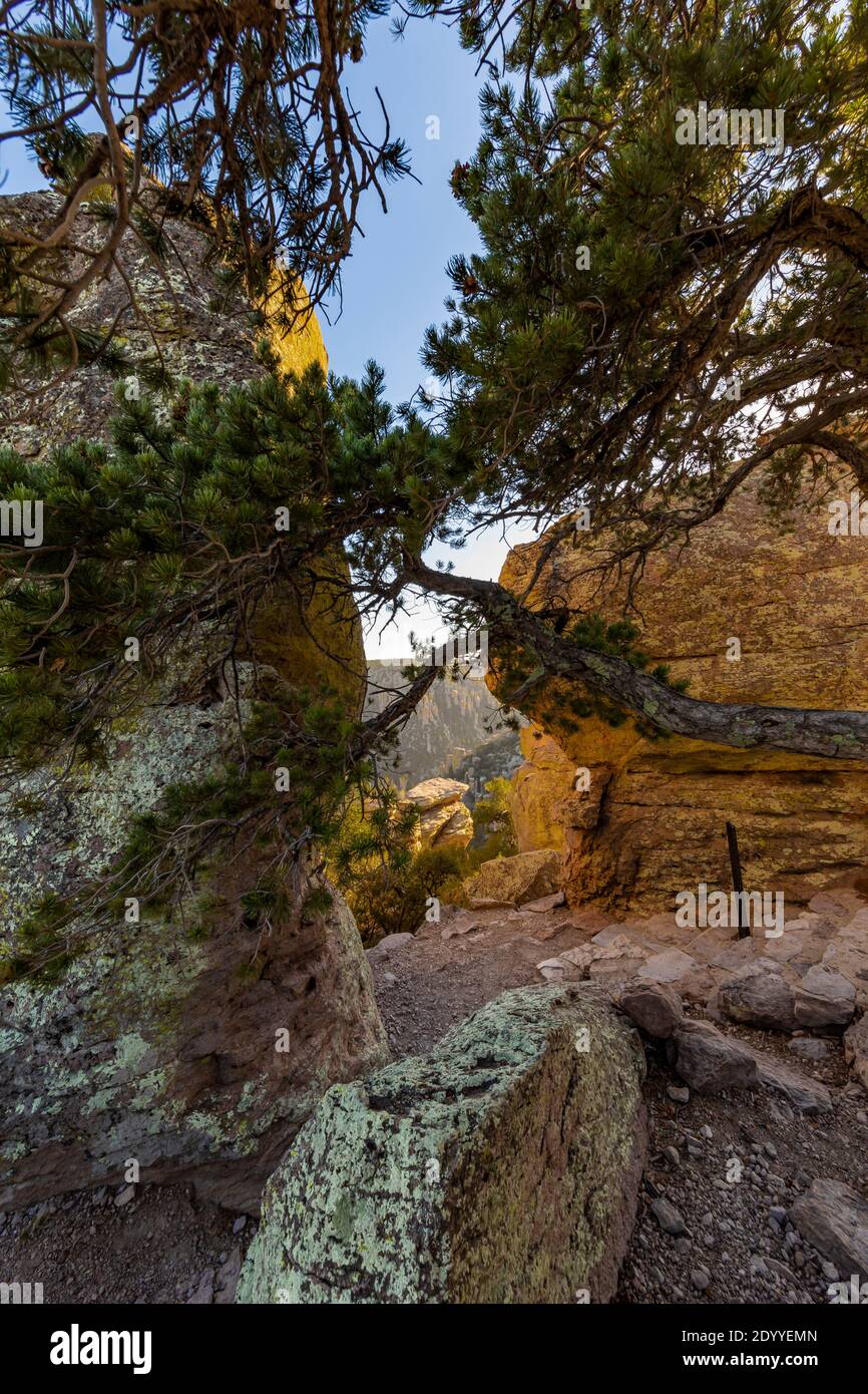 Johann's Pine, Pinus johannis, mit Rhyolith-Zinnen entlang des Massai Point Nature Trail im Chiricahua National Monument, Arizona, USA Stockfoto