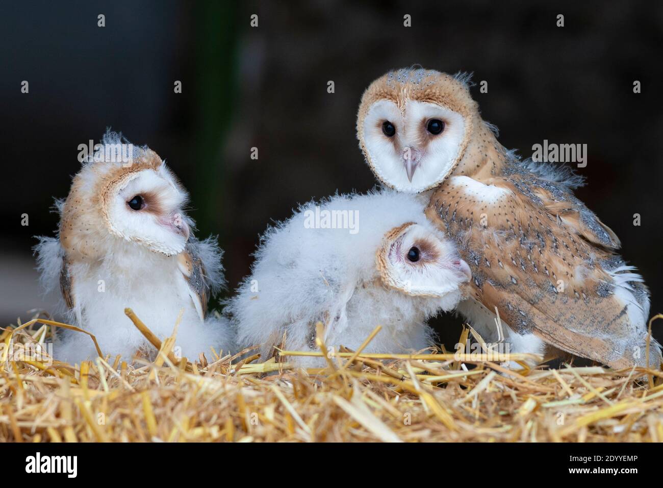 Stalleule (Tyto alba) mit Küken, kontrolliert, Cumbria, UK Stockfoto