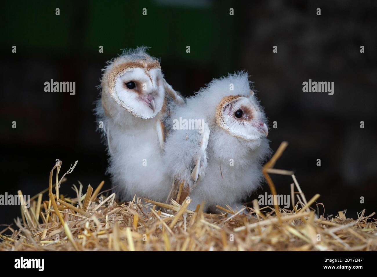 Scheune Eule (Tyto alba) Küken, kontrolliert, Cumbria, UK Stockfoto