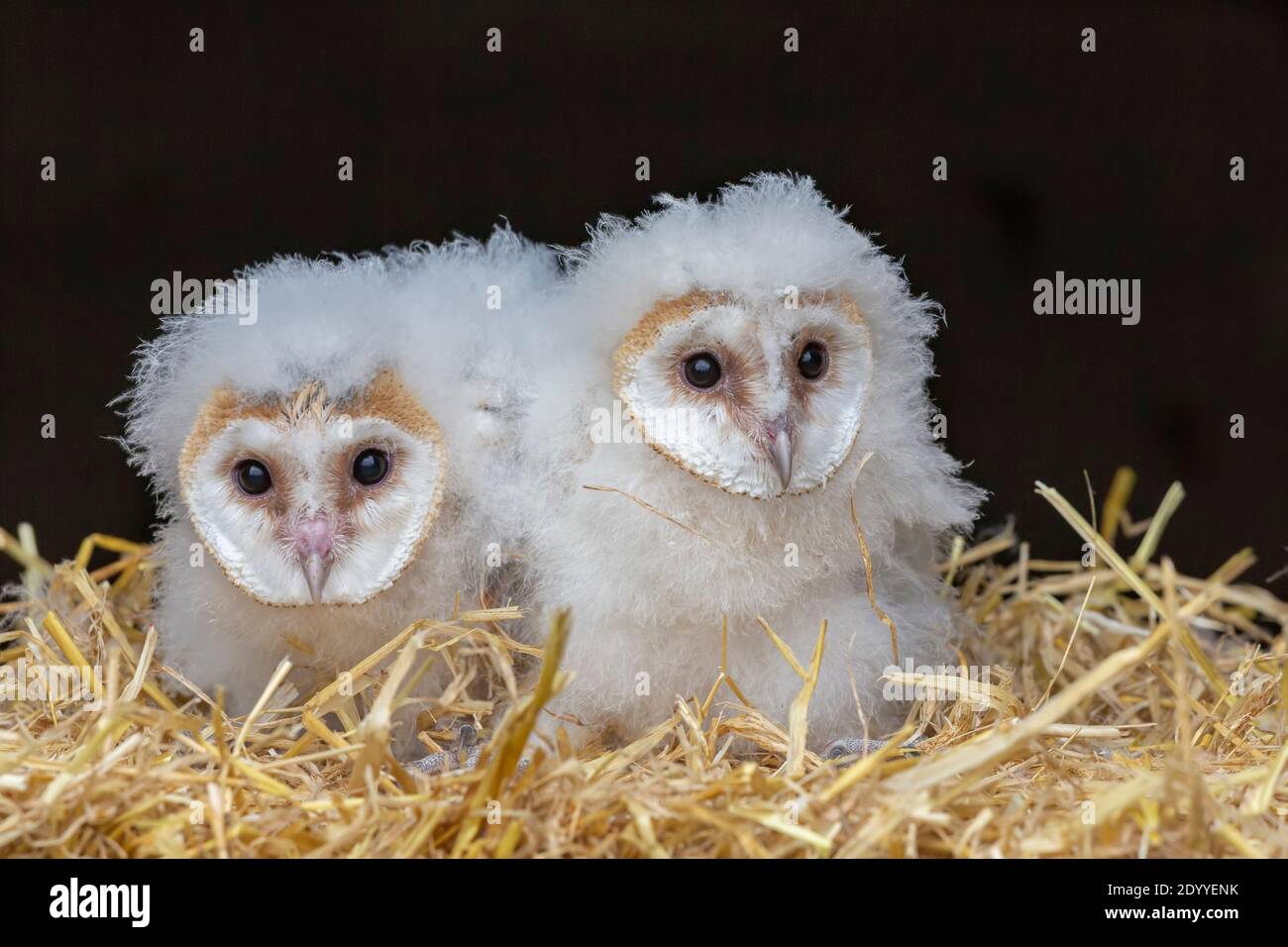 Scheune Eule (Tyto alba) Küken, kontrolliert, Cumbria, UK Stockfoto