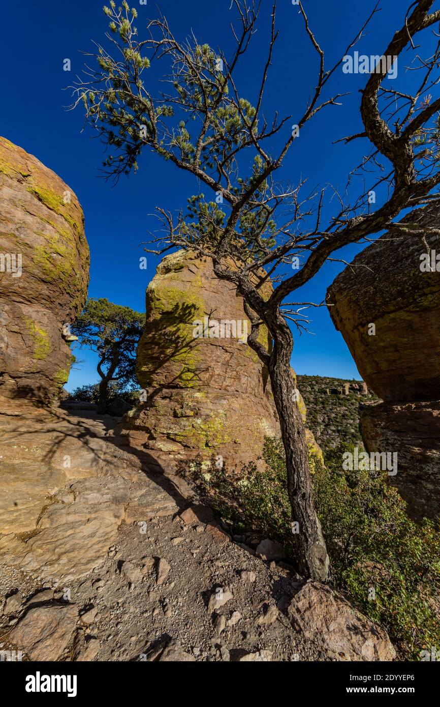 Johann's Pine, Pinus johannis, mit Rhyolith-Zinnen entlang des Massai Point Nature Trail im Chiricahua National Monument, Arizona, USA Stockfoto