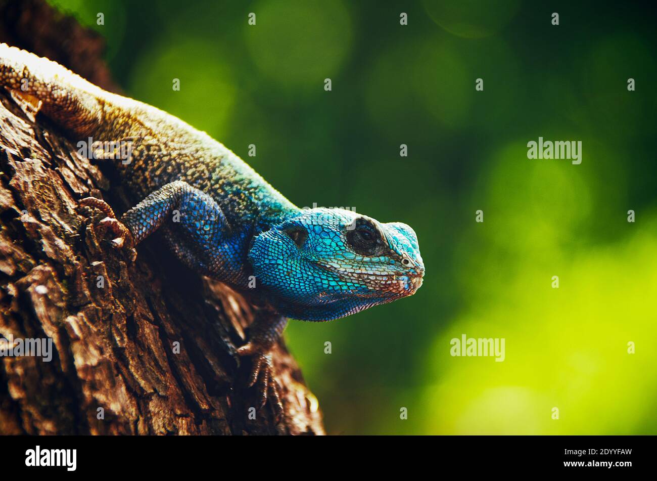 Blauköpfige Agma-Lizard Stockfoto