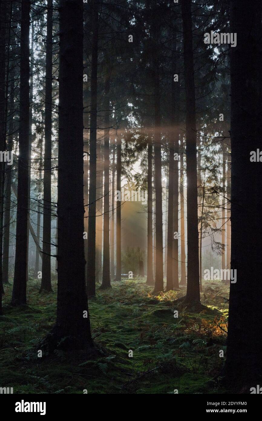 Märchenwald: Sonnenstrahlen im dunklen Kiefernwald Stockfoto