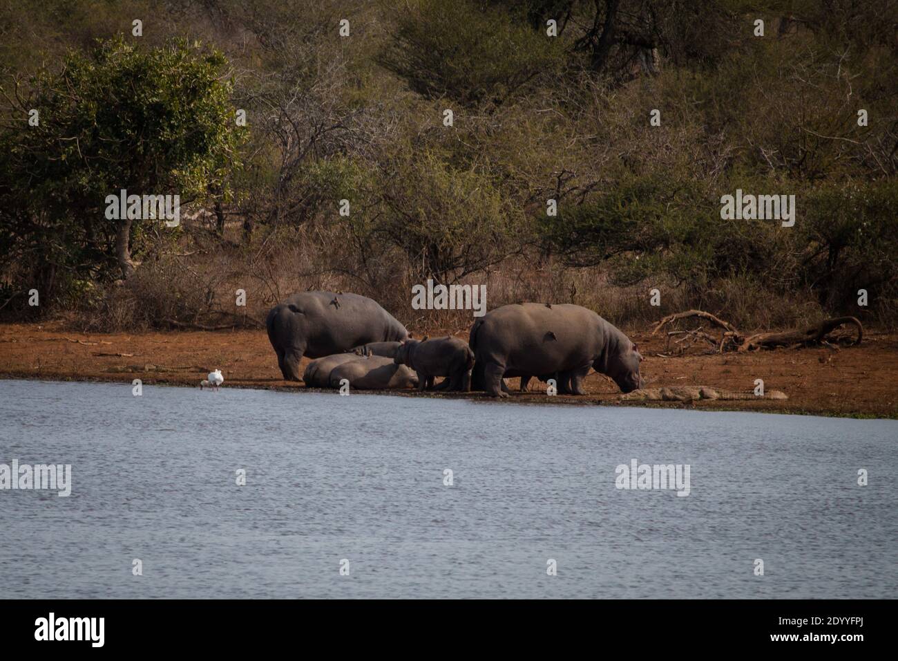 Eine Gruppe von Flusspferden, die in einem See im Süden baden Afrika Stockfoto