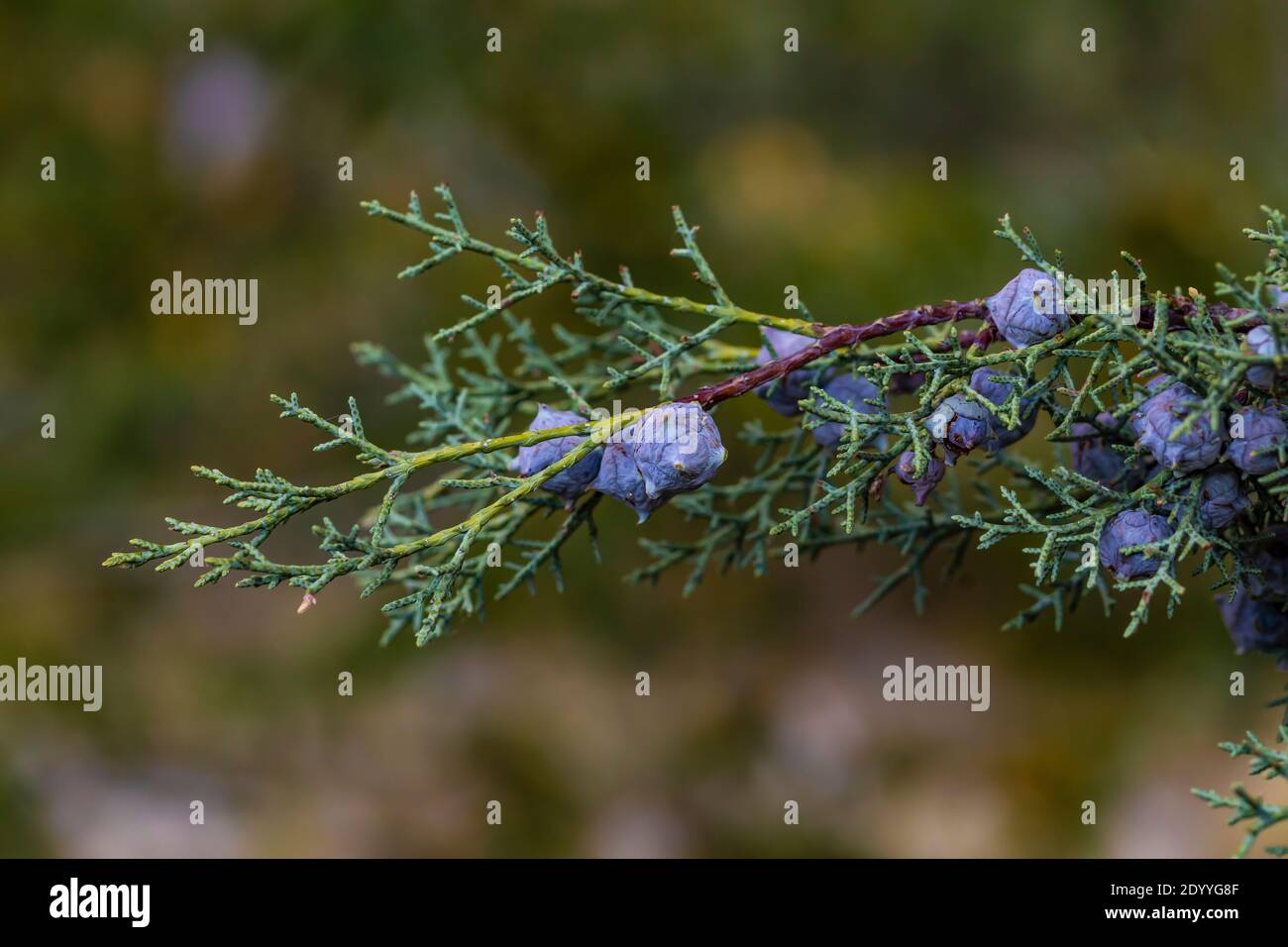 Arizona Cypress, Cupressus arizonica, Zweig mit Zapfen und Nadeln in Chiricahua National Monument, Arizona, USA Stockfoto