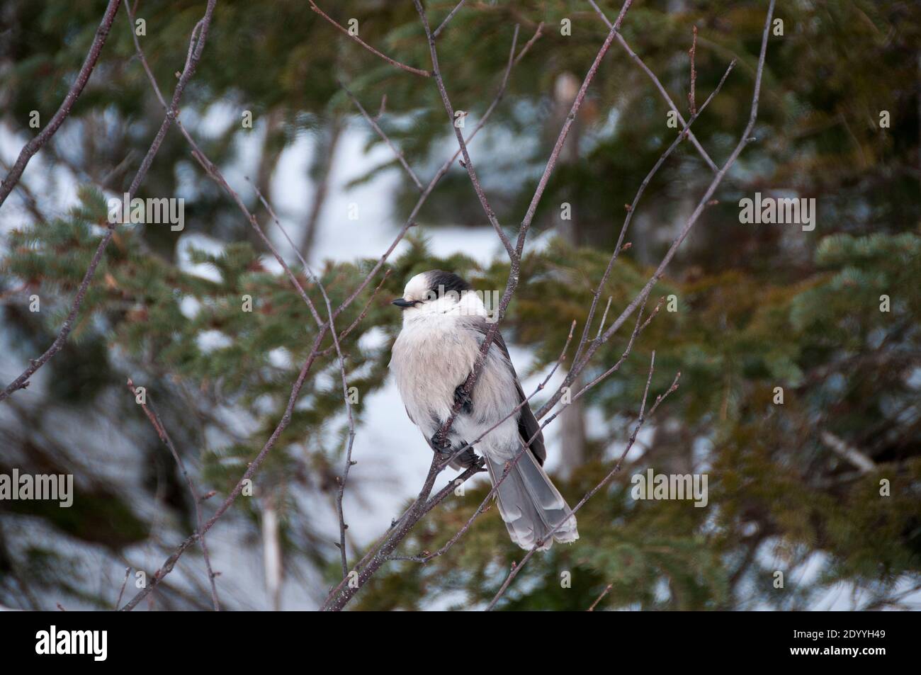Grey Jay Nahaufnahme Profil Ansicht auf einem Baum Zweig mit einem unscharfen Hintergrund in seiner Umgebung und Lebensraum thront, zeigt graue Feder Gefieder und bir Stockfoto