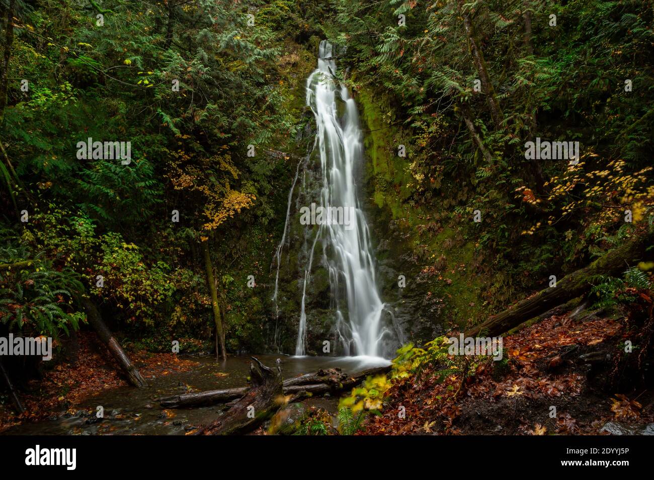 WA18899-00...WASHINGTON - Madison Falls, ein beliebtes Ziel im Elwha River Valley des Olympic National Park. Stockfoto