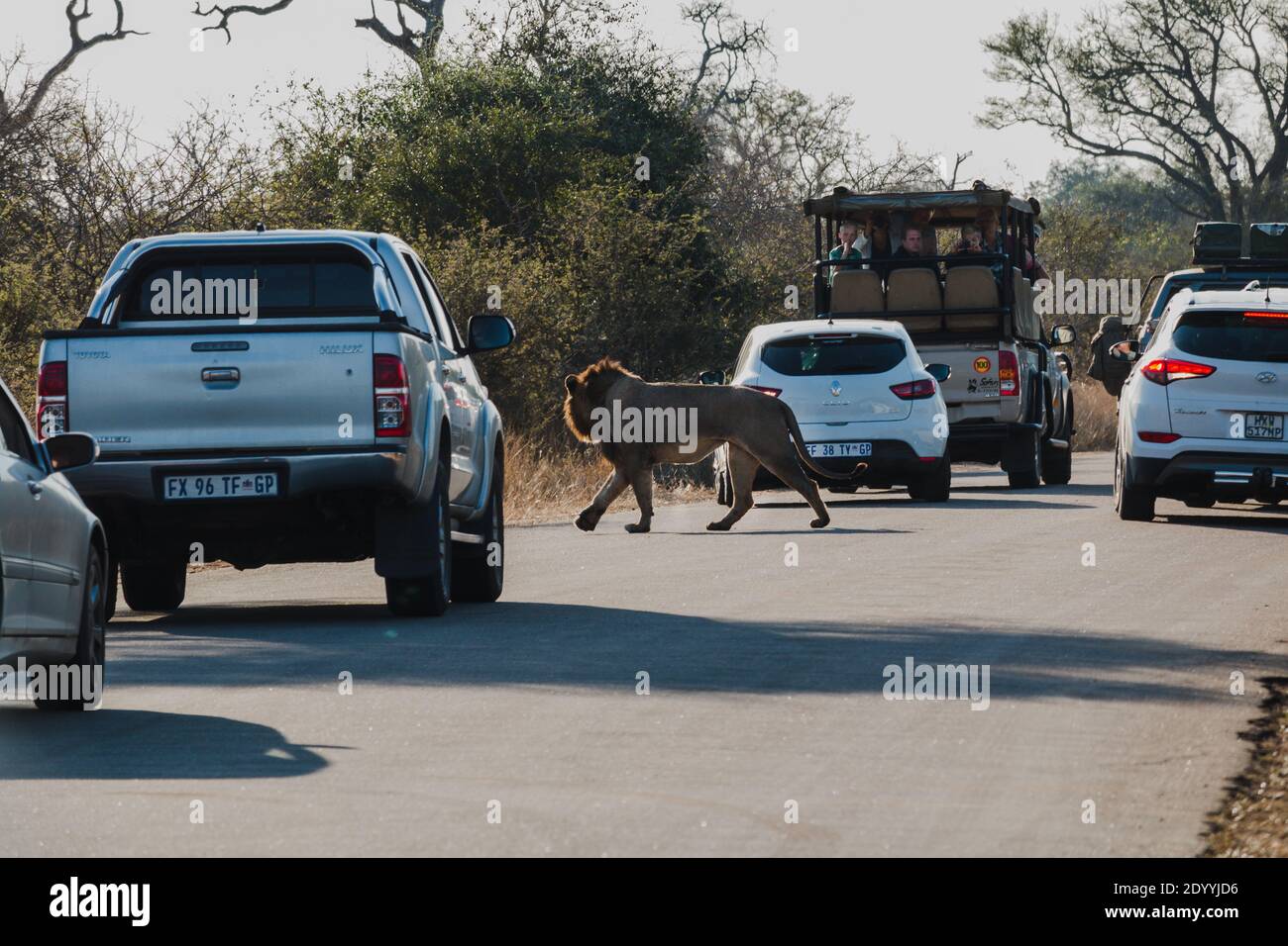 Ein männlicher Löwe, der durch den Verkehr im Krüger Nationalpark kreuzt Stockfoto