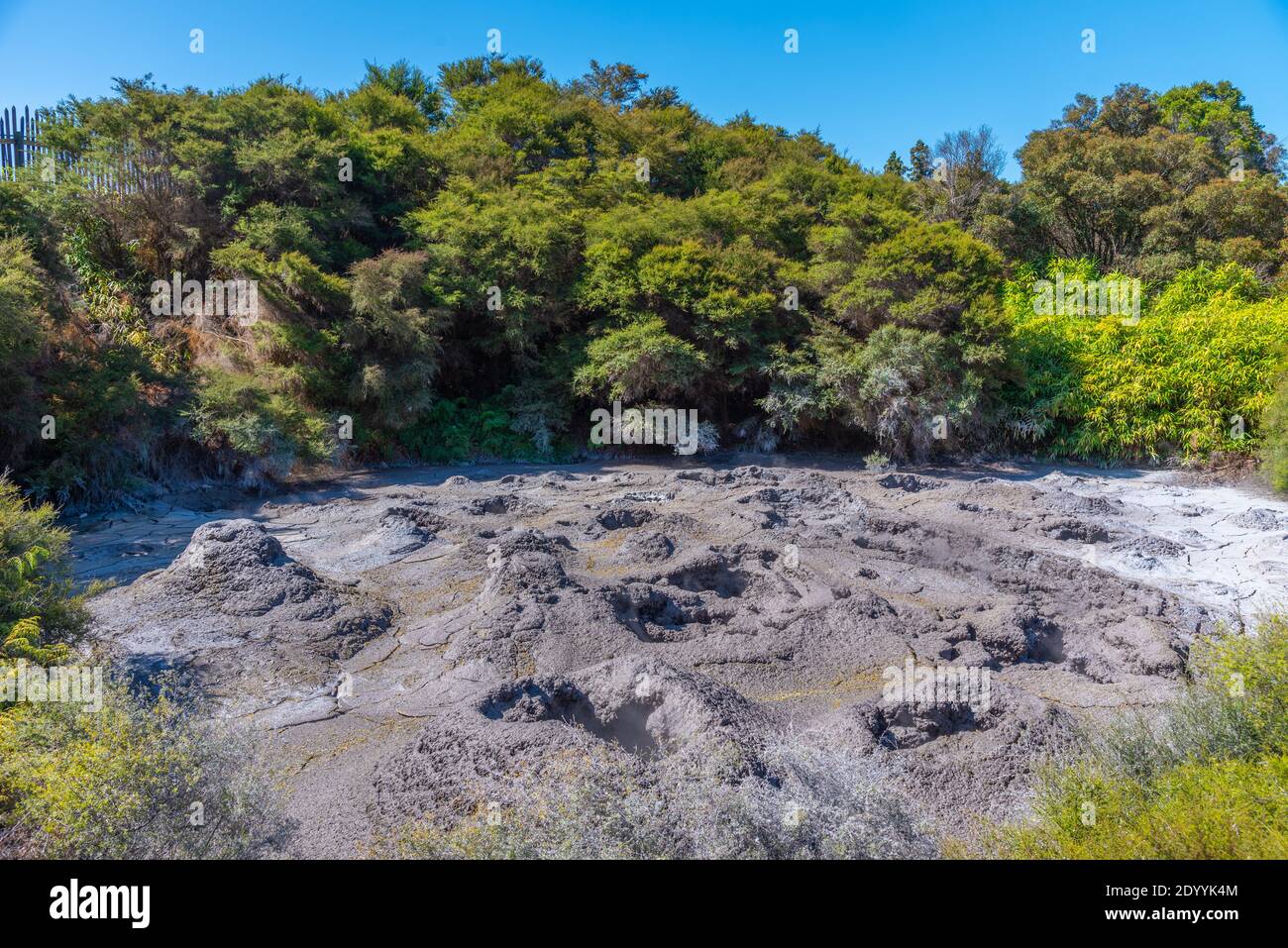 Schlammbecken in Te Puia in Neuseeland Stockfoto