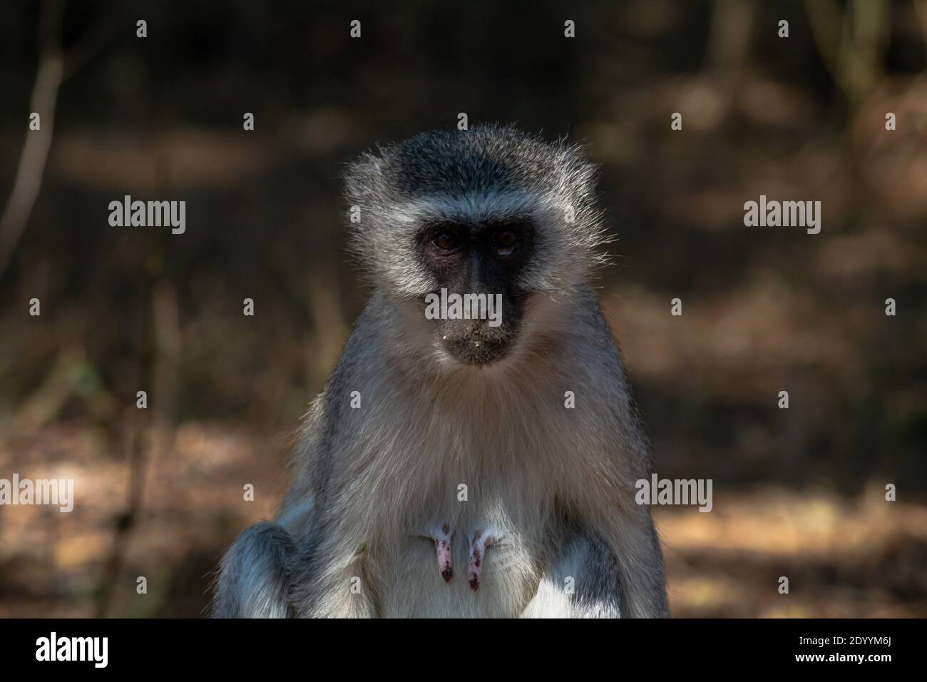 Ein Vervet Affe sitzt auf dem Boden in Kruger National Parken Stockfoto