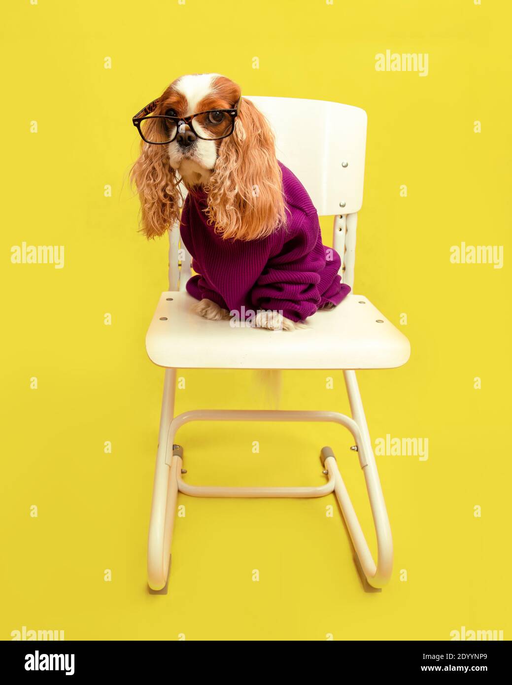 Hundeprofessor sitzt auf einem Stuhl mit Brille und Pullover und schaut auf die Kamera im Studio auf gelbem Hintergrund. Humor Foto. Stockfoto