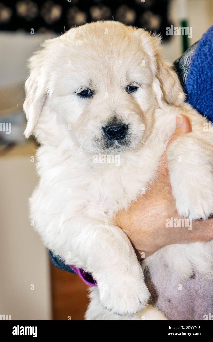 Frau hält fünf Wochen alt Platin, oder Creme farbigen Golden Retriever Welpen. Stockfoto Frau hält fünf Wochen alt Platin, oder Creme farbigen Golden Retriever Welpen. Stockfoto