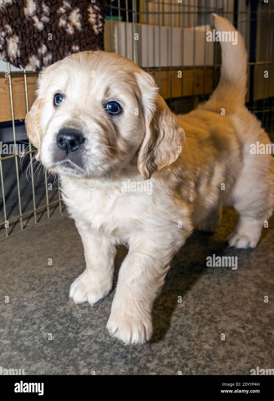Platinum, oder Creme farbigen Golden Retriever Welpen. Stockfoto Platinum, oder Creme farbigen Golden Retriever Welpen. Stockfoto