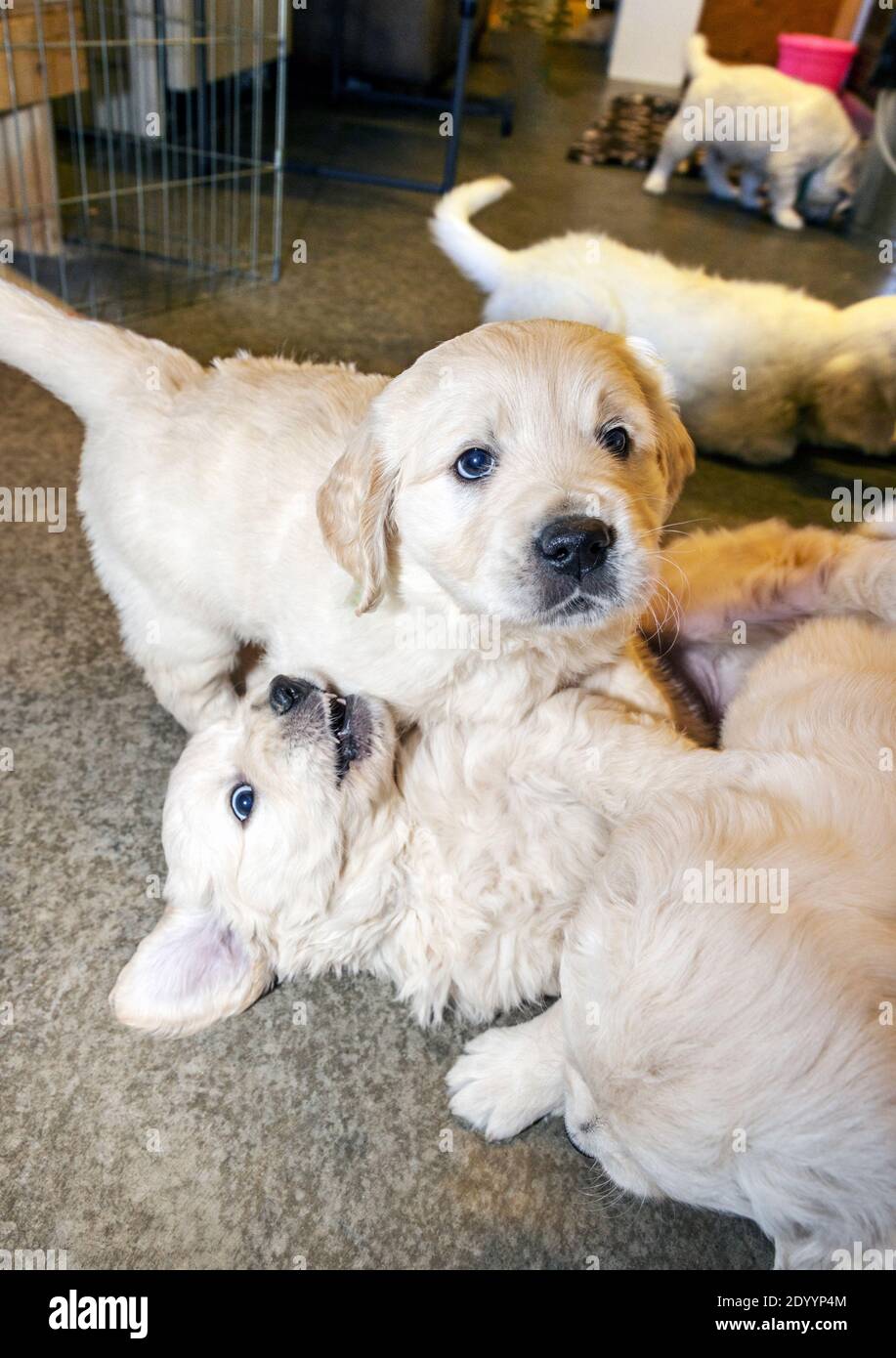 Platinum, oder Creme farbigen Golden Retriever Welpen. Stockfoto Platinum, oder Creme farbigen Golden Retriever Welpen. Stockfoto
