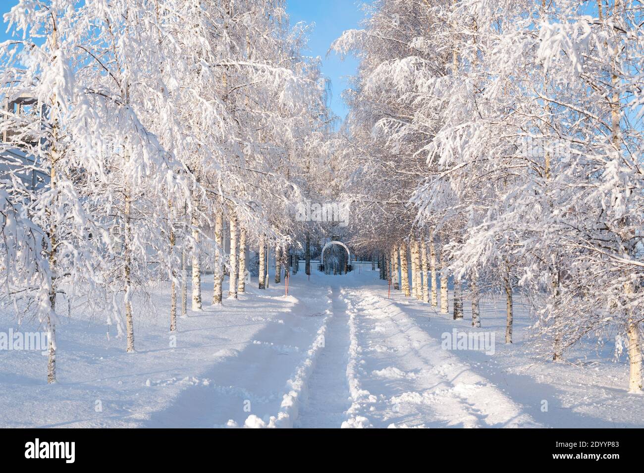 Schnee und Frost bedeckt Birken entlang der Fußgängerzone. Stockfoto