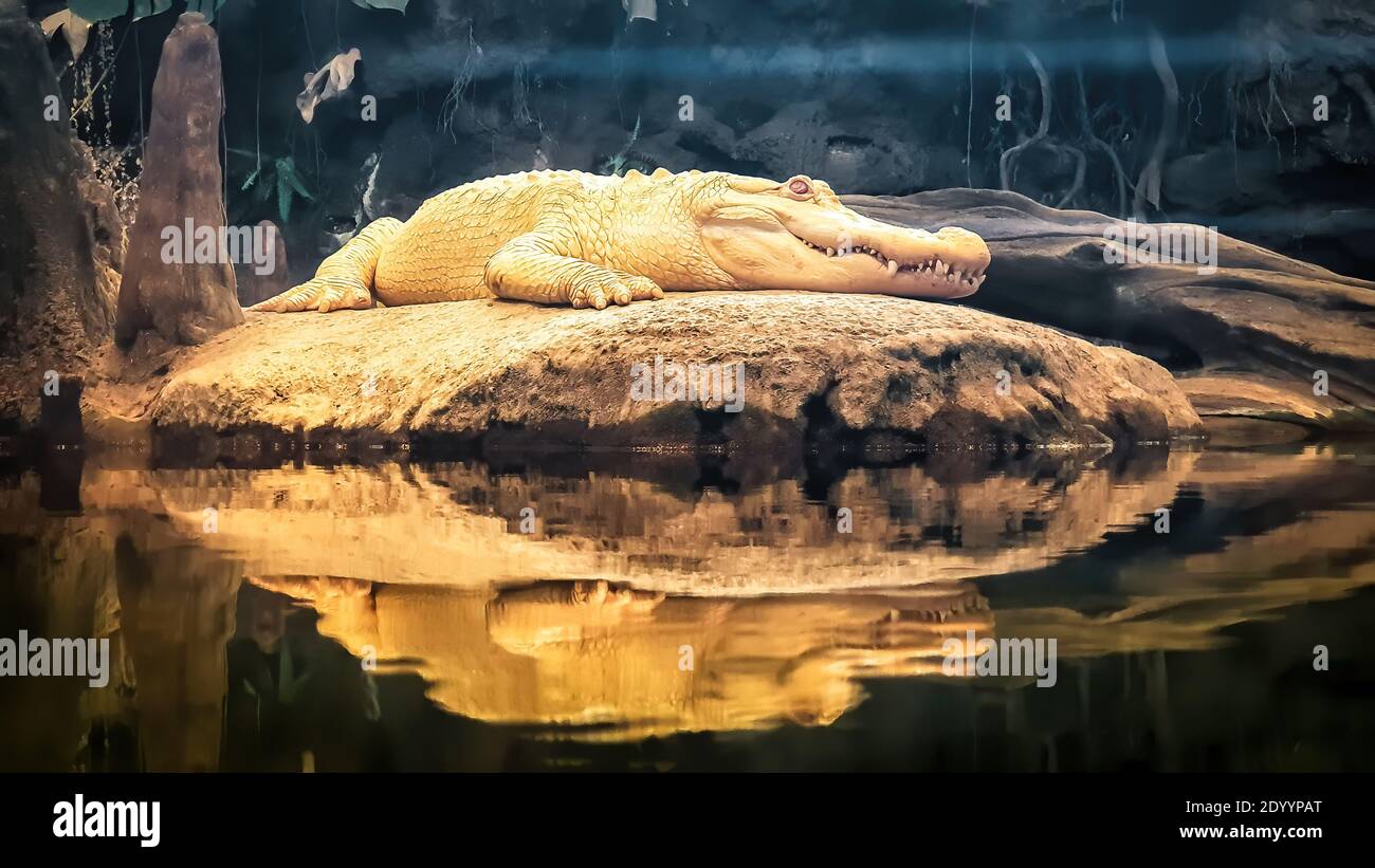 Albino-Alligator auf einem Felsen. Weißer Aligator mit braunem Hintergrund. Stockfoto