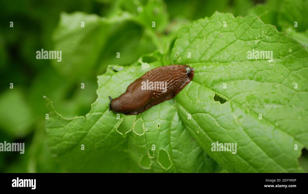 Spanische Schnecke Schädling Arion vulgaris Schnecke parasitiert auf Rettich Raphanus raphanistrum oder Kohlsalat bewegen sich im Garten, Essen reifen Pflanzen Stockfoto