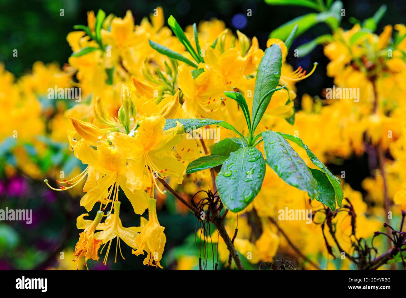 Gelbe Blüte im Rododendron Park, Kromlau, Lausitz Stockfoto