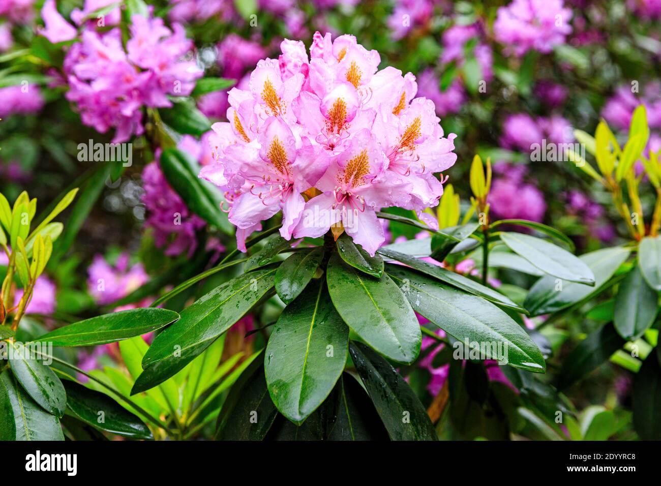 Rhododendron park kromlau -Fotos und -Bildmaterial in hoher Auflsung   Alamy