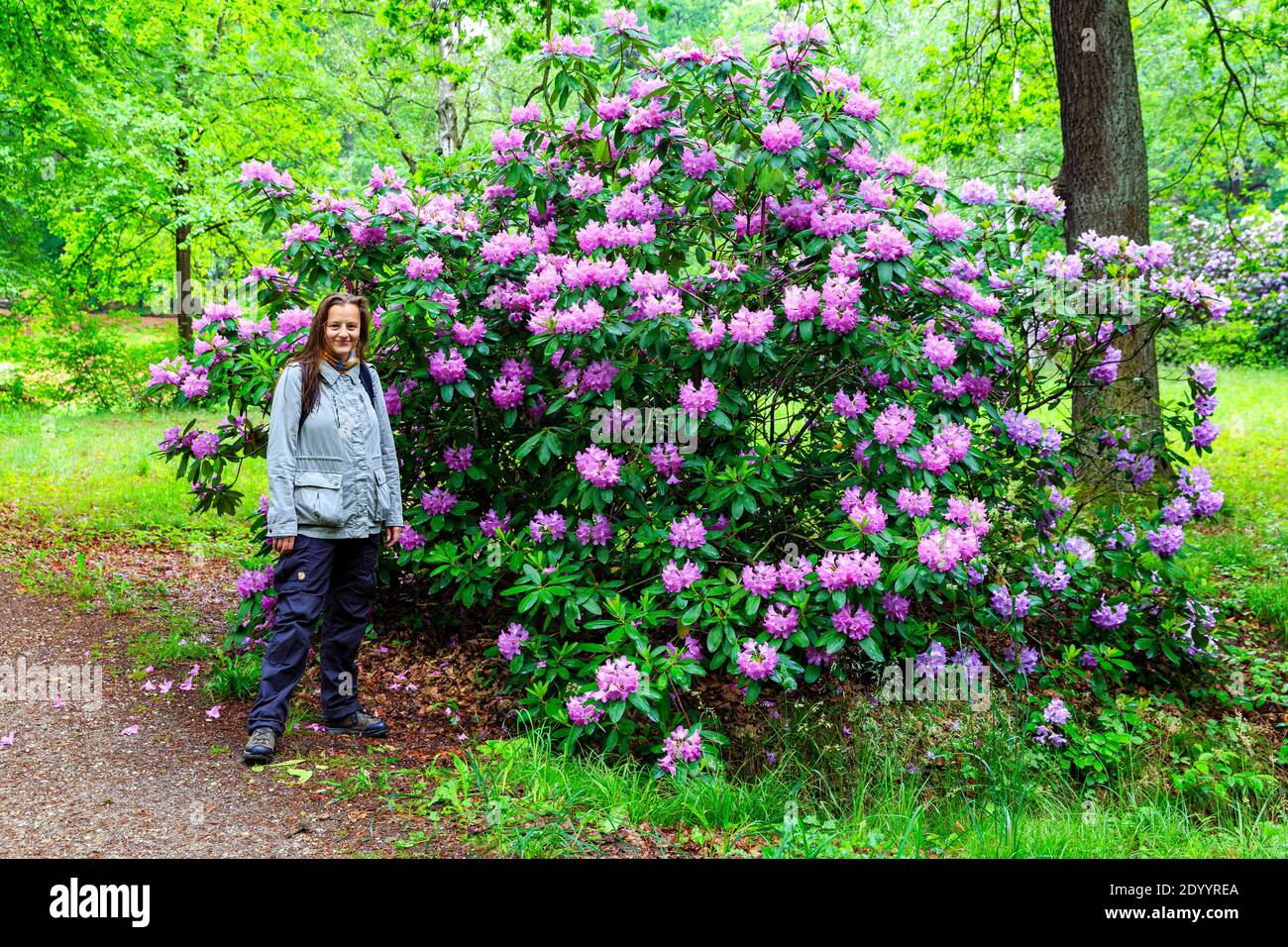 Frau vor dem pazifischen Rhododendron, Bltezeit im Rhododendronpark Kromlau,  sachsen, Deutschland Stockfotografie - Alamy