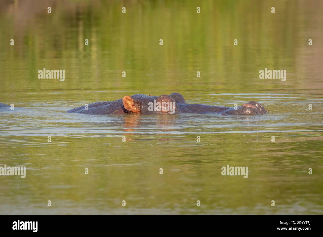 Das Nilpferd (Hippopotamus amphibius), Lake Mburo National Park, Uganda. Stockfoto