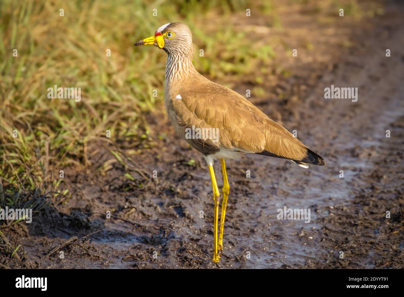 Der afrikanische Wattkiebitz oder Senegal-Liebhaber ( Vanellus senegallus), Lake Mburo National Park, Uganda. Stockfoto