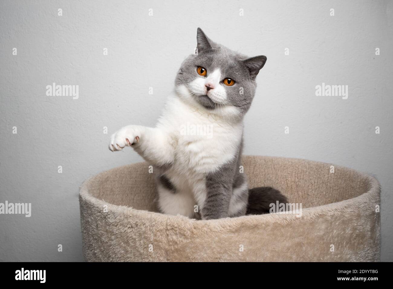 Verspielte blaue weiße britische Kurzhaar Katze sitzend auf Haustier Bett Pfote anheben Stockfoto