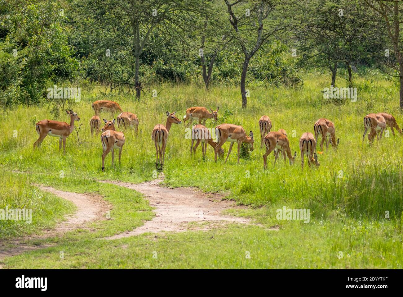 Eine Herde von Impala (Aepyceros melampus) weiden, Lake Mburo National Park, Uganda. Stockfoto