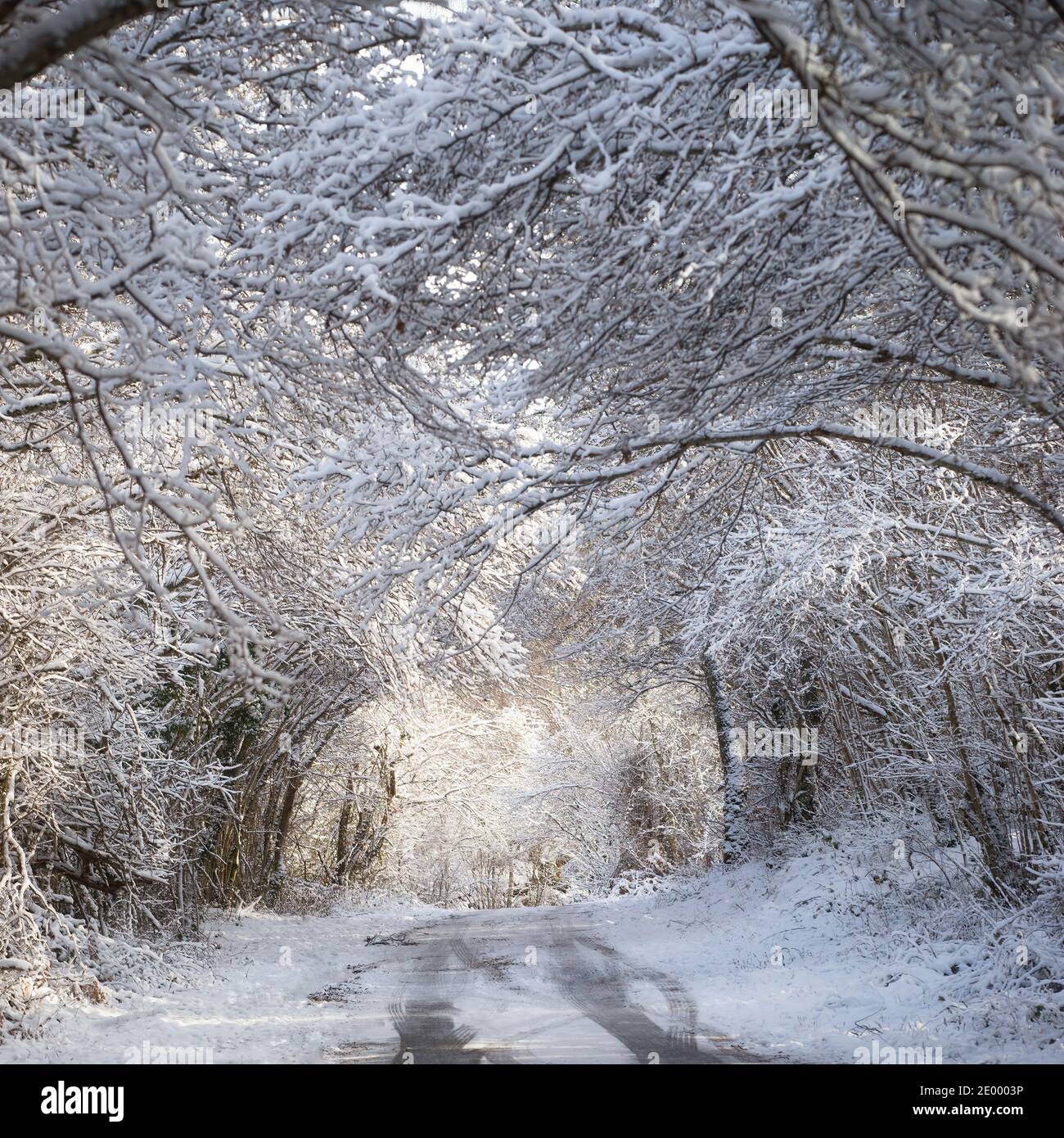 Schneebedeckter Baum bildet einen Tunnel über die Straße, Winterlandschaft Stockfoto